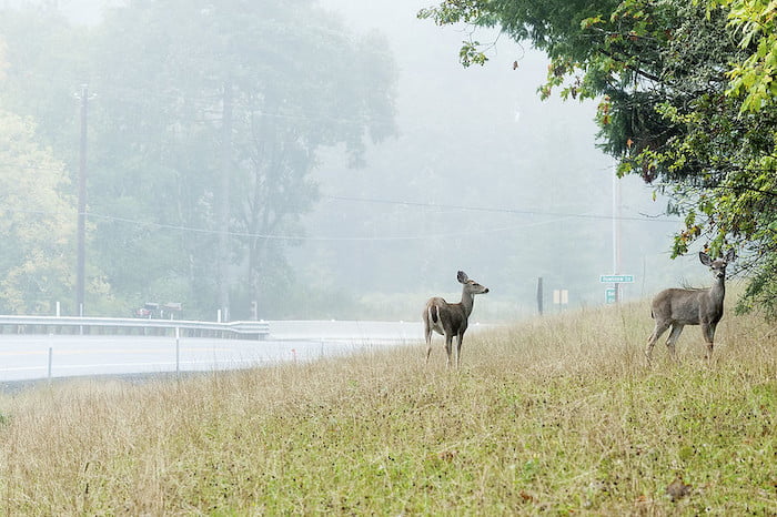 A pair of deer graze by a roadway