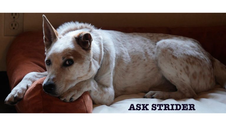 Got a problem? Strider will wag, not bark. Alex Cox photo