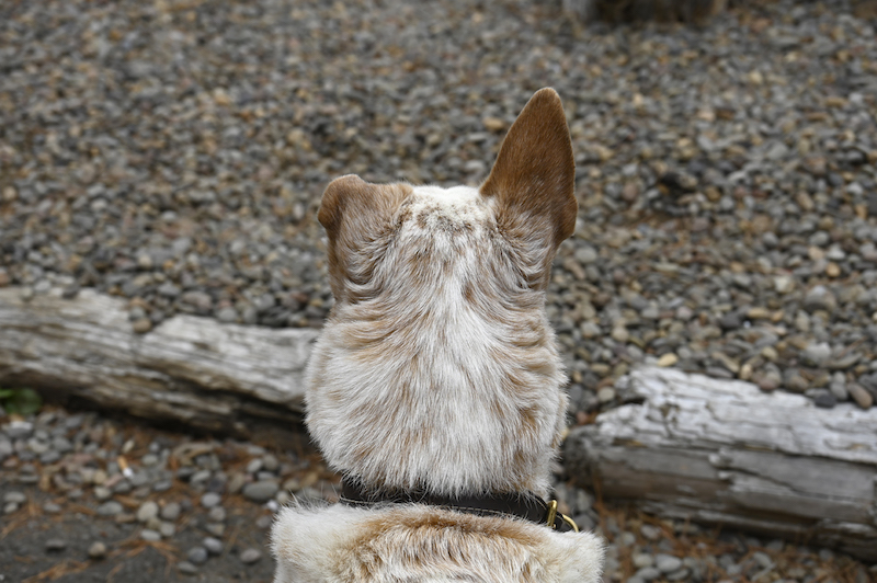Got a problem? He's all ear. Photo by Alex Cox