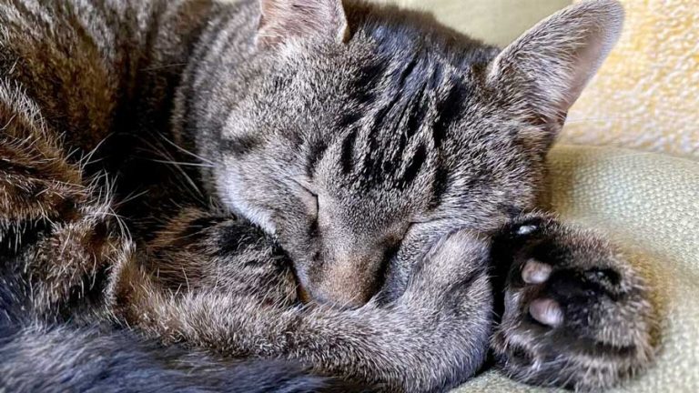 Cats, either domestic or wild, are especially susceptible to the deadly bird flu virus. Stateline photo by Matt Vasilogambros