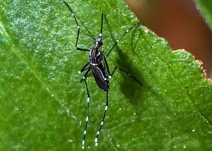 Invasive mosquitoes found in south Ashland  – Ashland News