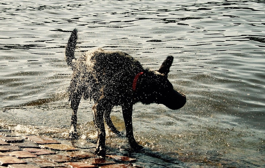 Rejuvenation! Image by Ivana Sladkovska from Pixabay