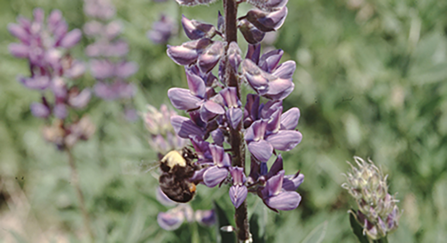 A Franklin bumble bee on an Ashland lupine in 1999. Robbin Thorp photo courtesy of UC Davis