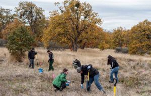 Lomakatsi inter-tribal crew members and restoration practitioners planting camas at Whetstone Savannah in Central Point as part of an ecocultural restoration project. Photo courtesy Tom Greco