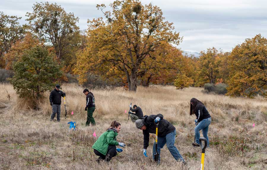 Lomakatsi inter-tribal crew members and restoration practitioners planting camas at Whetstone Savannah in Central Point as part of an ecocultural restoration project. Photo courtesy Tom Greco