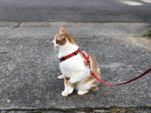 Whether your cats are indoors-only or indoor-outdoor will determine how and where to look if they go missing. John Yunker photo