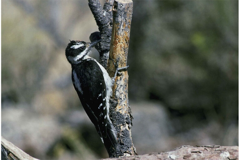 A hairy woodpecker on the dead branch of a tree. Photo by Menke Dave, U.S. Fish and Wildlife Service