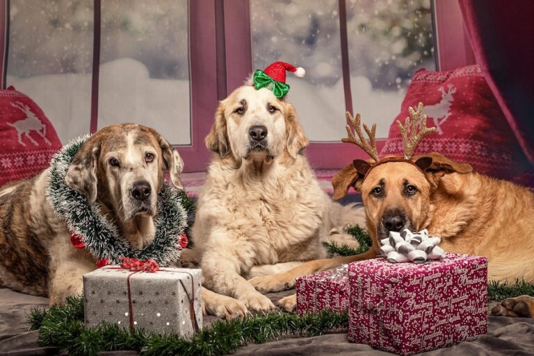 Sometimes you feel like a nut. Sometimes you don't. Image by Sven Lachmann from Pixabay