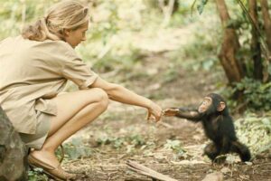 Jane Goodall and chimpanzee. Photo via Creative Commons