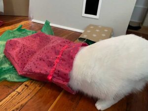 Holidays can be both fun and stressful for cats, who like to play with (or hide in) boxes and gift bags. Midge Raymond photo