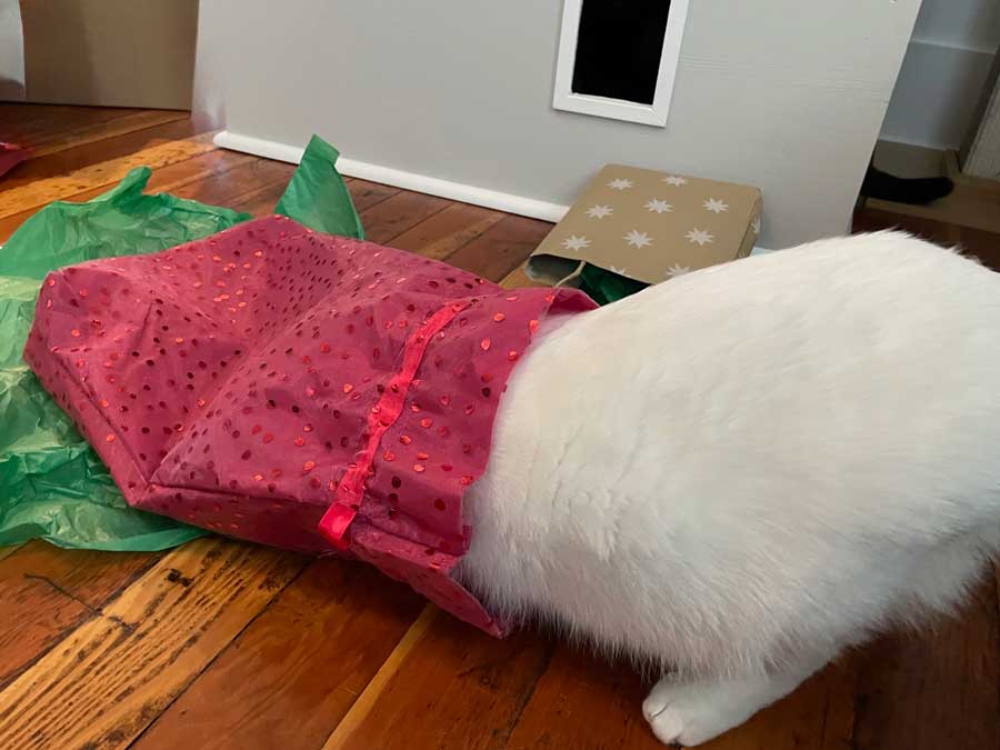 Holidays can be both fun and stressful for cats, who like to play with (or hide in) boxes and gift bags. Midge Raymond photo