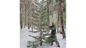 The U.S. Forest Service and Bureau of Land Management are asking people to have a tree-cutting permit before entering the forest to cut a tree. BLM photo