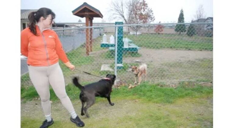 Black Lab-golden retriever mix Jasper and owner Alex get acquainted with Scarlett at the Talent Dog Park. Another park for larger dogs is planned. Tony Boom photo for Rogue Valley Times
